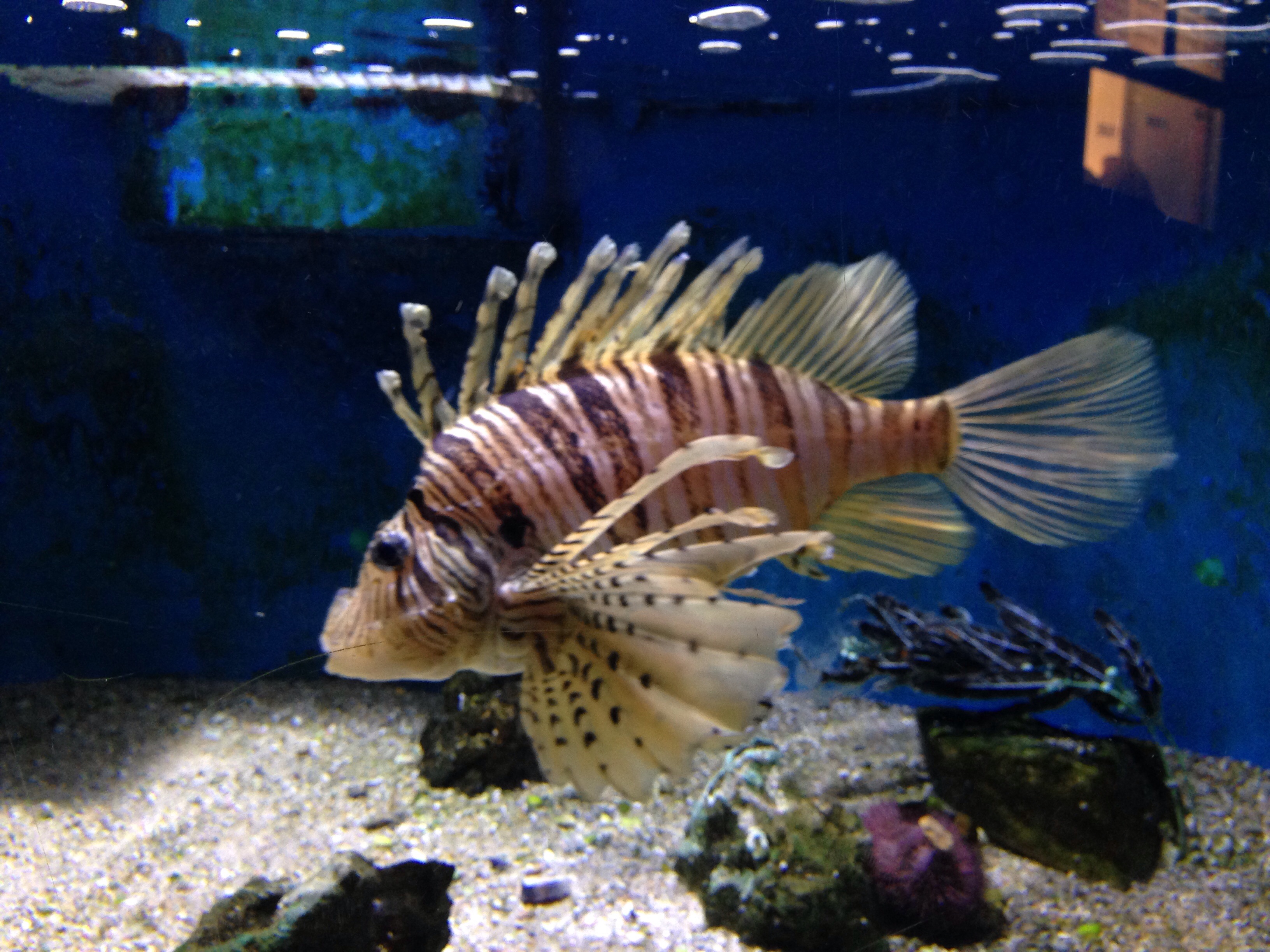 Through the Lens Marine Life at the Woods Hole Science Aquarium