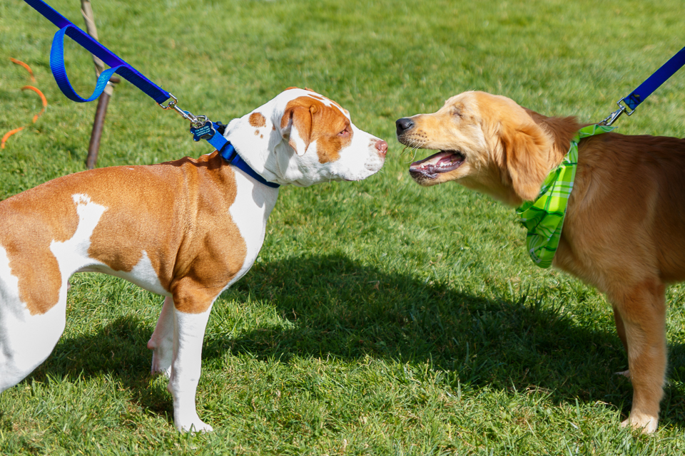 Annual MSPCACape Cod Walk For Animals