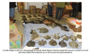 COURTESY OF TOWN OF BARNSTABLE A turtle triage set up in the garage at Sandy Neck Beach Park.