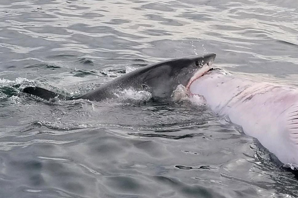 VIDEO Great White Shark feeding on whale off Provincetown