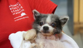 Brewster Facility Cares for 20 Dogs Removed from Hoarding Situation