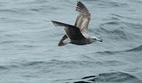 99 Percent of Seabirds Will Be Eating Plastic by 2050
