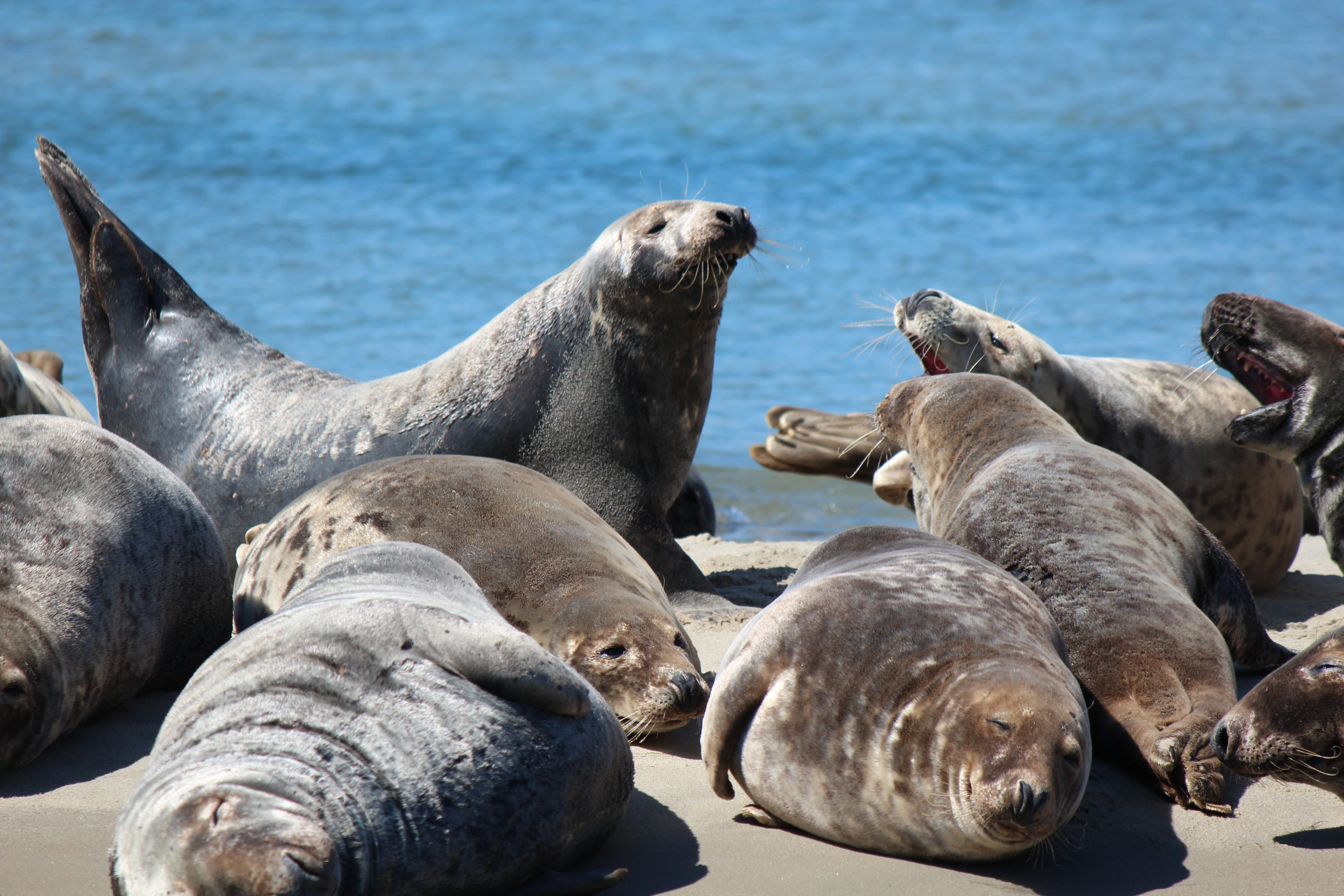 Best Places to See Seals on Cape Cod