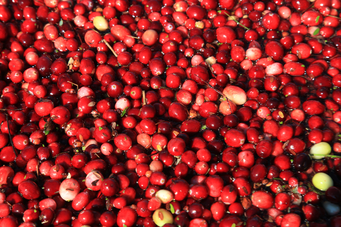 VIDEO Cape Cod Cranberry Bog WetHarvest