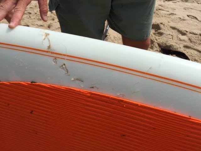 Panicked surfers swim for life as shark kills seal