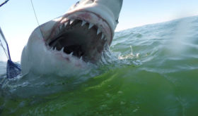 White Shark Conservancy Kicks Off 2017 Tagging Season