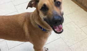 Will You Help Betty Find a Home?