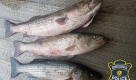 MEP officers arrest individual, cite another for striped bass violations in Bourne, Sandwich