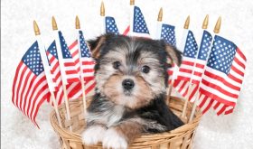 Keeping Your Pet Safe and Sane on July 4th