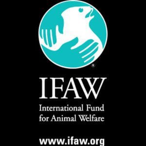 IFAW Investigating Whale Death on Truro Beach - CapeCod.com News