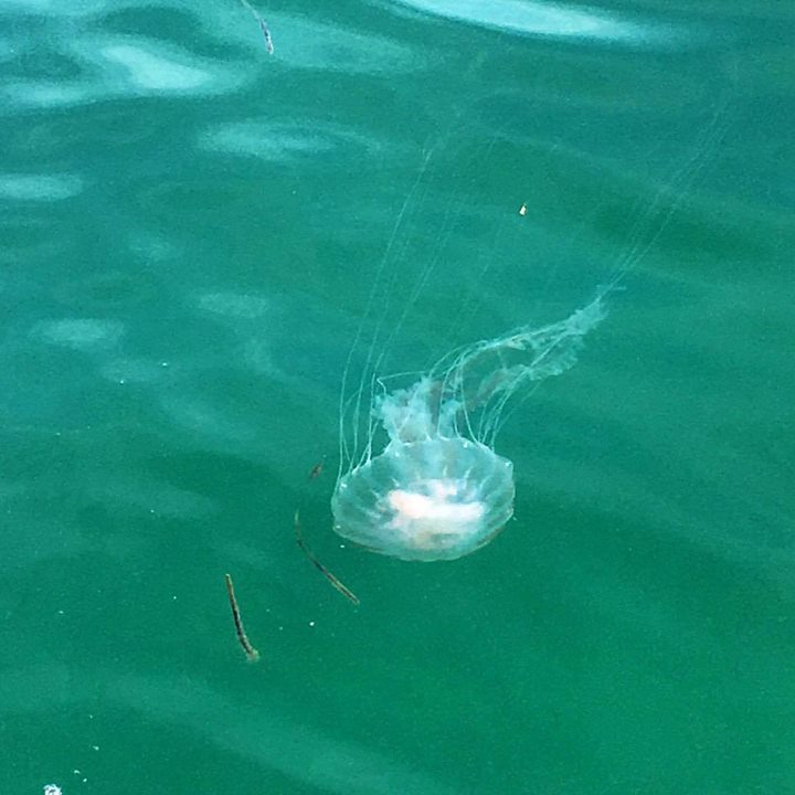 Jellyfish stings reported at Smugglers Beach in Yarmouth