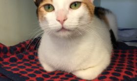 Waggin’ Wednesday: Could You Love This Jersey Girl?