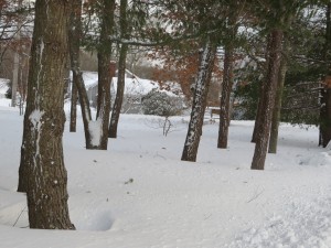 CCB MEDIA PHOTO A snowy scene after winter storm Neptune traveled over the Cape.