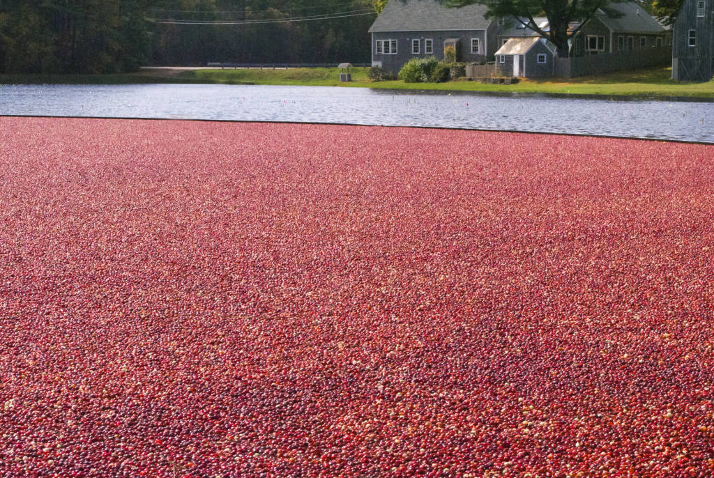 Visit the Cape Cod Cranberries
