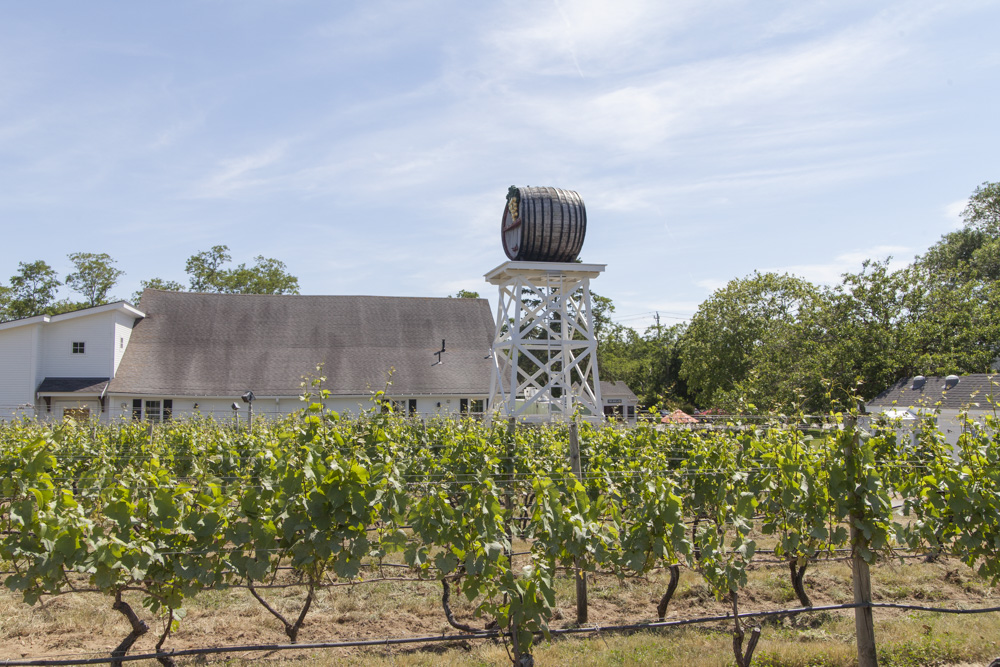 A Stroll Through the Truro Vineyards