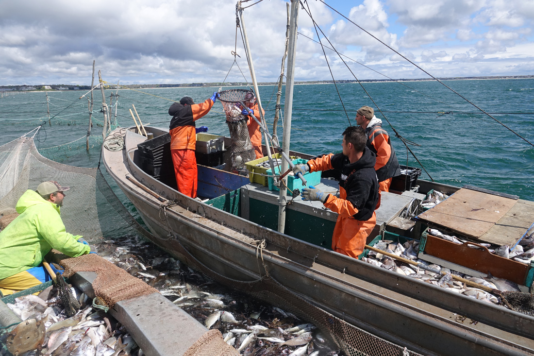 A Day at Sea: Weir Fishing on the Nancy S!