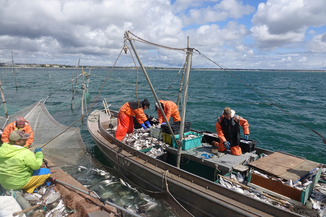 A Day at Sea: Weir Fishing on the Nancy S!