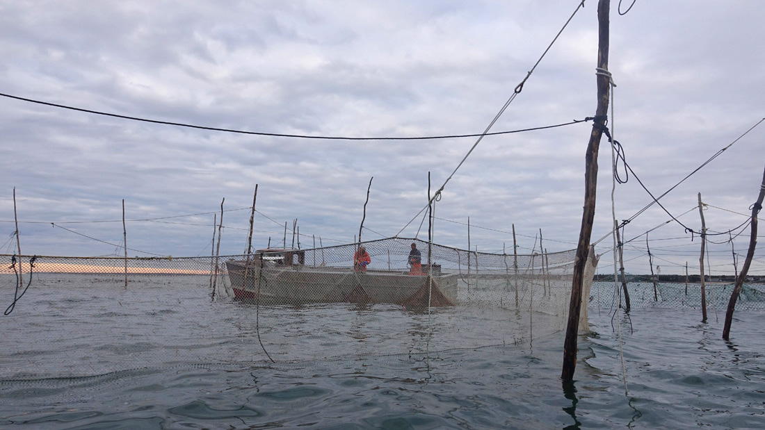 A Day at Sea: Weir Fishing on the Nancy S!