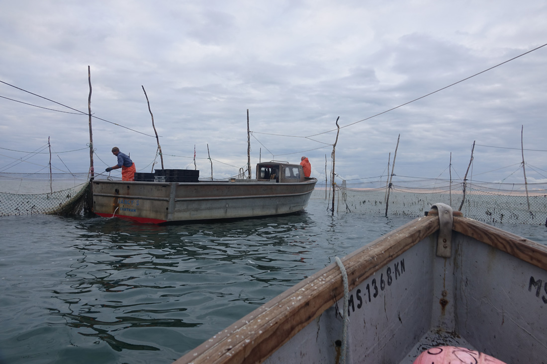 A Day at Sea: Weir Fishing on the Nancy S!