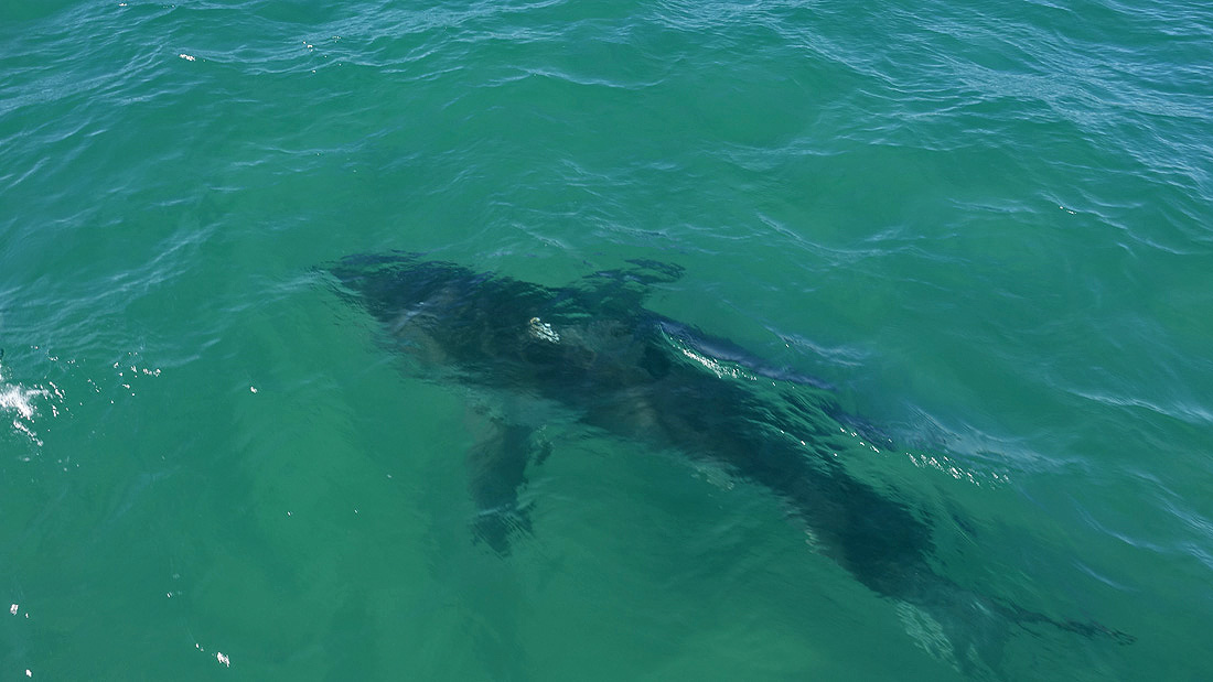 A Day on the Water with Atlantic White Shark Conservancy!