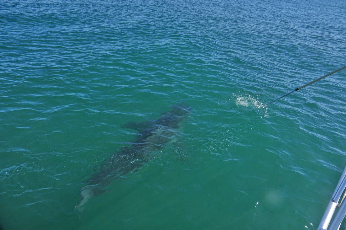 A Day on the Water with Atlantic White Shark Conservancy!