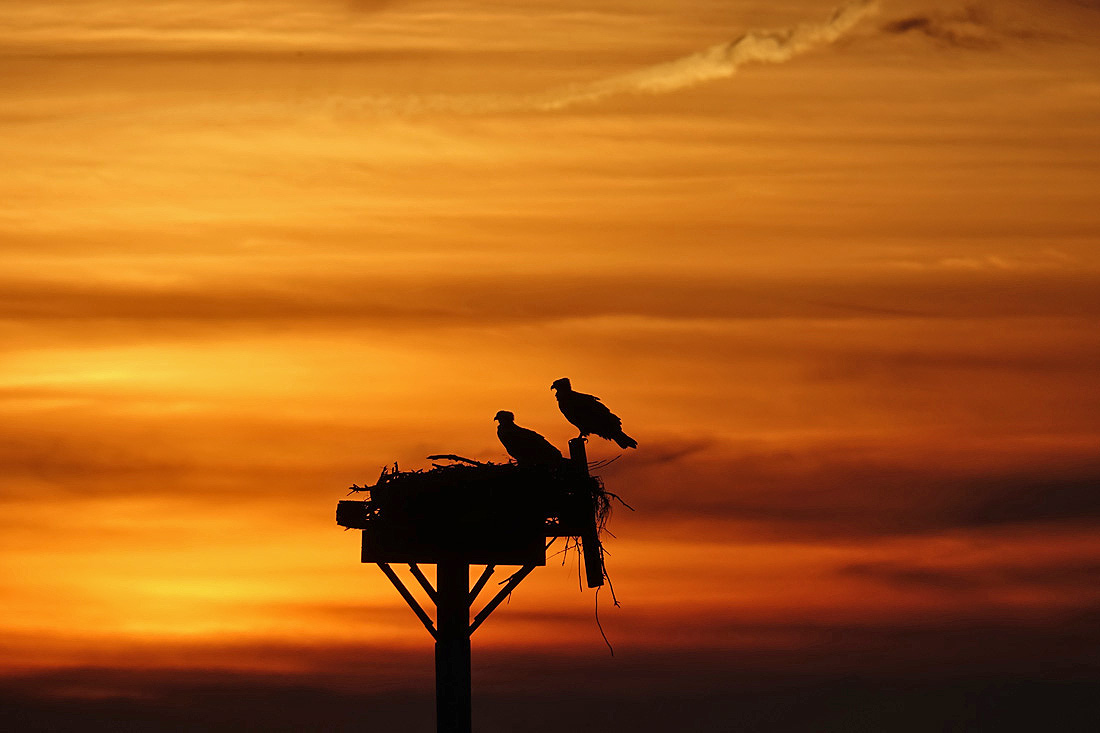 Sunset With Osprey At Bass Hole, Yarmouth Port!