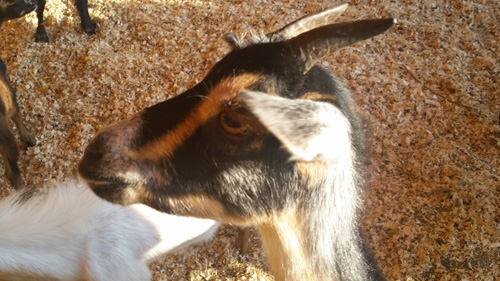 Barnstable County Fair
