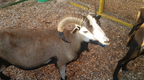Barnstable County Fair
