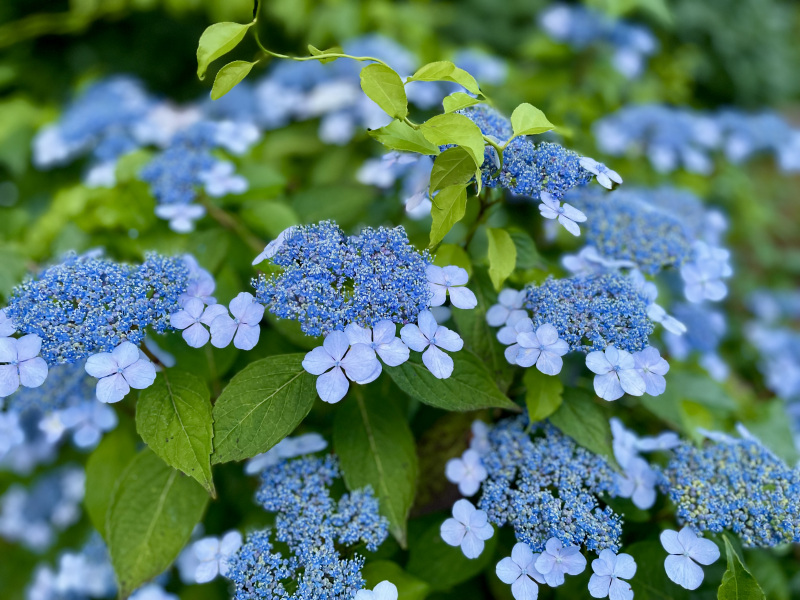 Sunday photo essay: Happy Hydrangea Festival