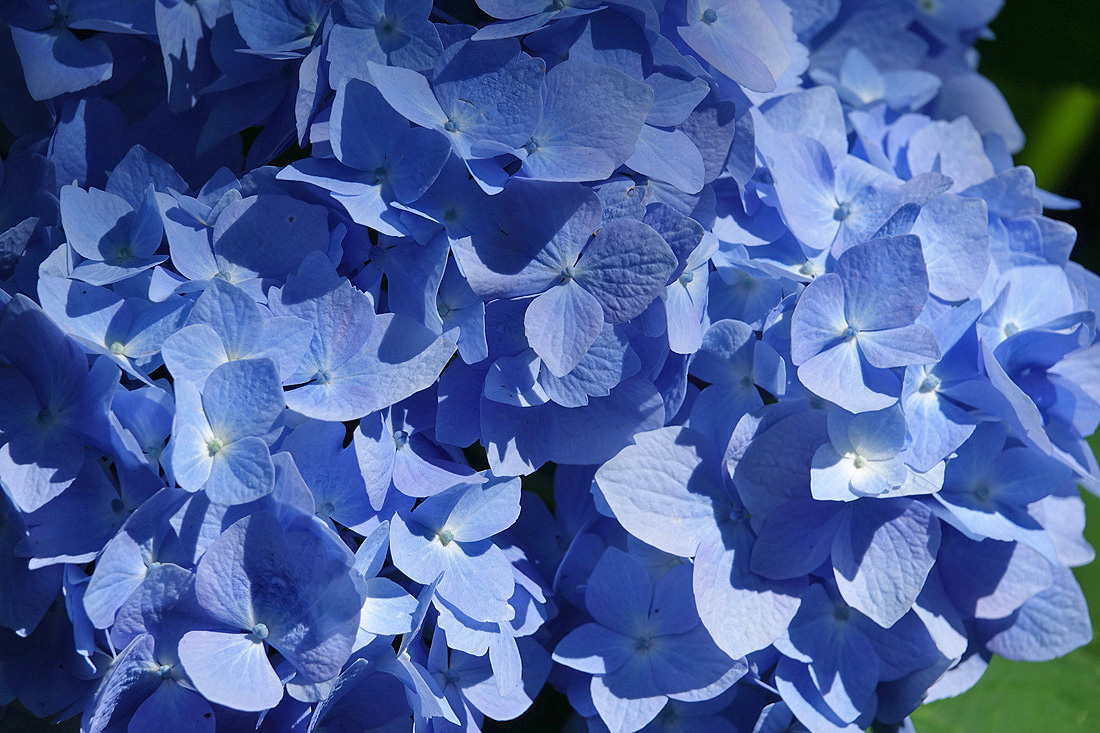 Hydrangeas In Full Bloom At Heritage Museums & Gardens!