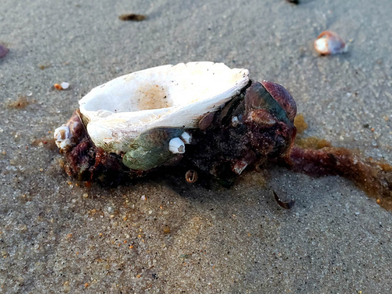 Inman Beach