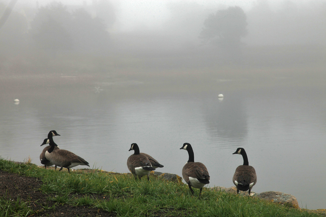 Morning Mood Photos Around Chatham