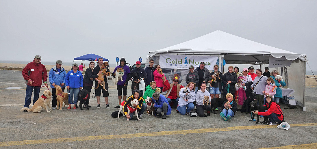Paws Fest at Craigville Beach!