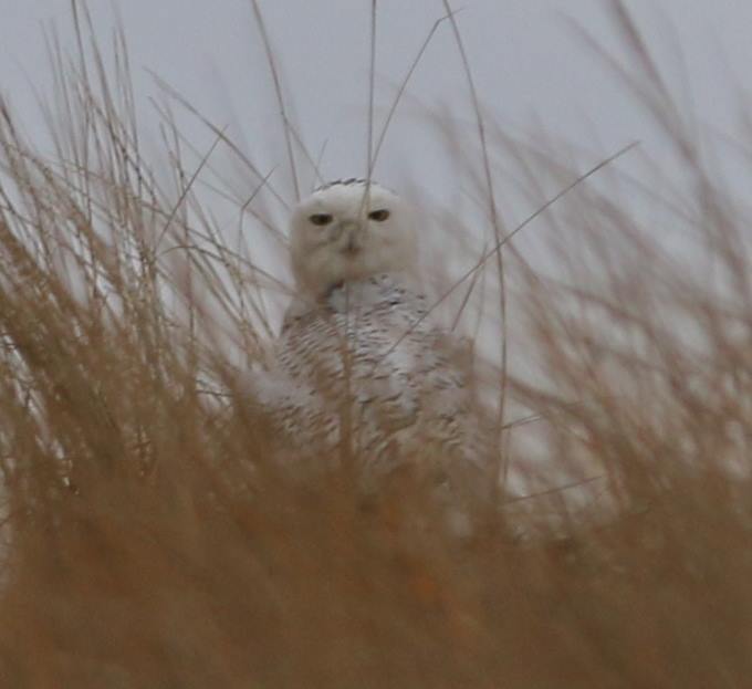 Two Snowy Owls Spotted at Sandy Neck