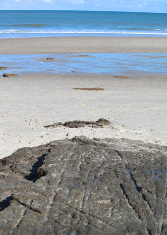 Ancient Tracks at Nauset Beach