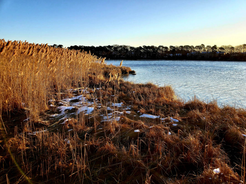 PHOTOS Swan Pond, W. Yarmouth