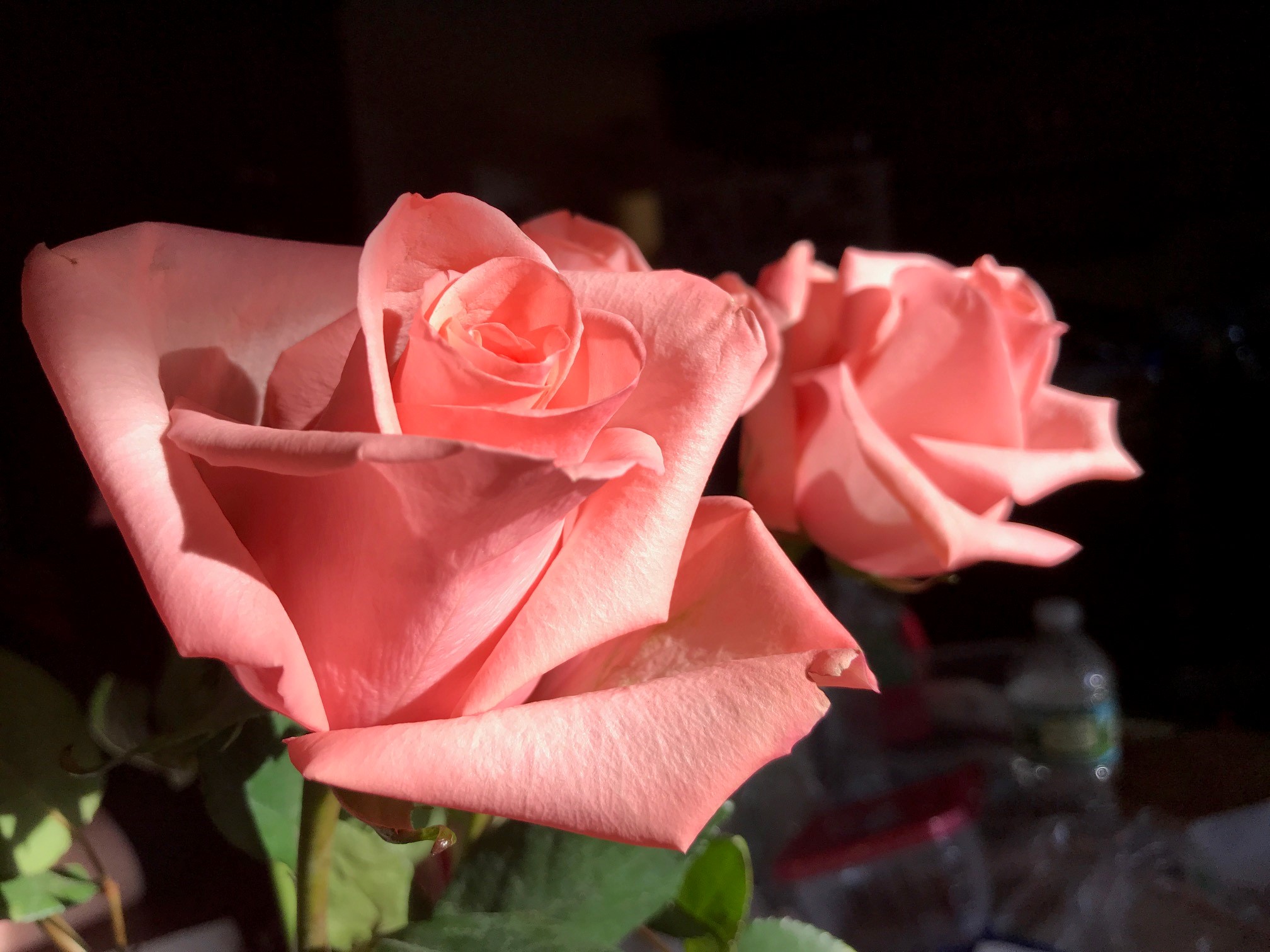 Early Valentine's Day Roses
