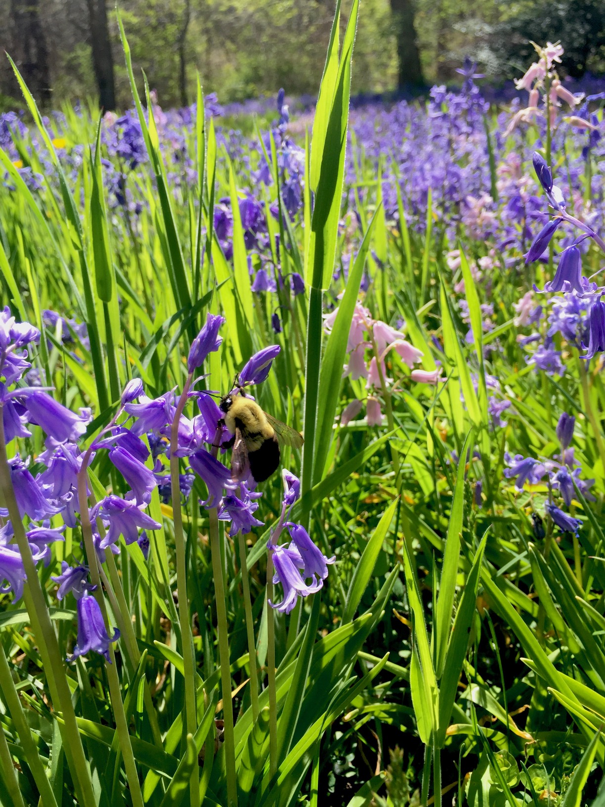 Bumblebee on Wild Irises