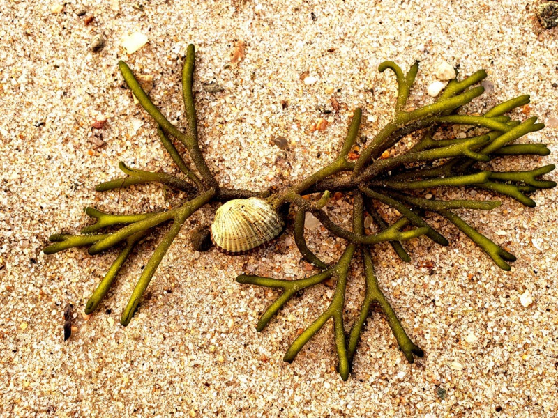 Veterans Park Beach