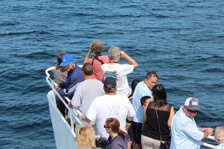 Whale Watch - August 2018