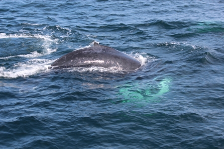 Whale Watch - August 2018