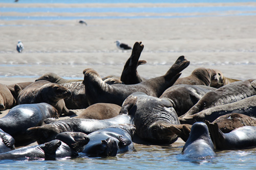 Where to See Seals