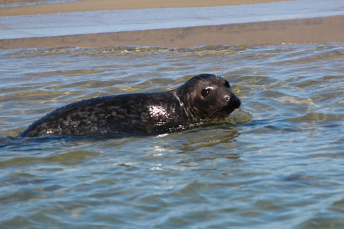 Where to See Seals