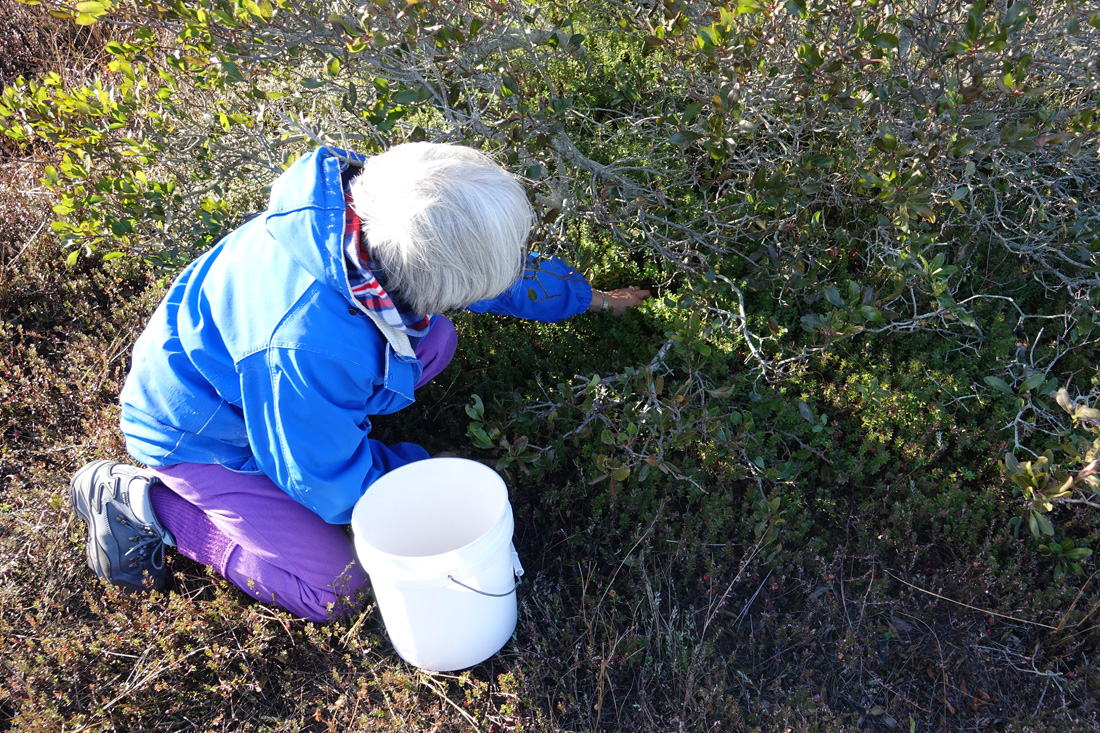 Wild Cranberry Harvest in the Dunes of Truro Wild Cranberry Harvest in the Dunes of Truro
