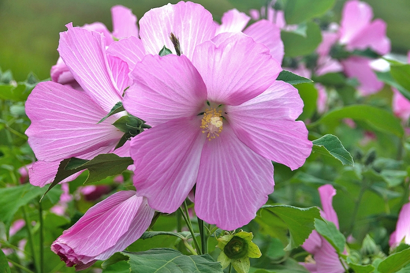Wild Flowers In Bloom On The Cape