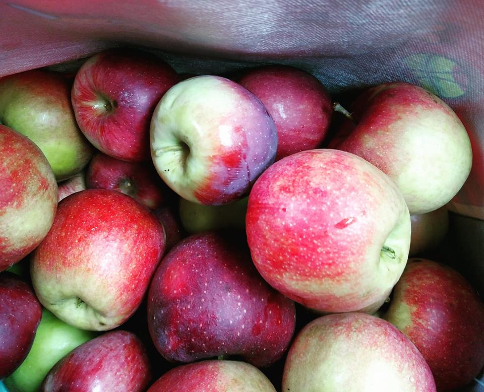 McIntosh - New England Apples