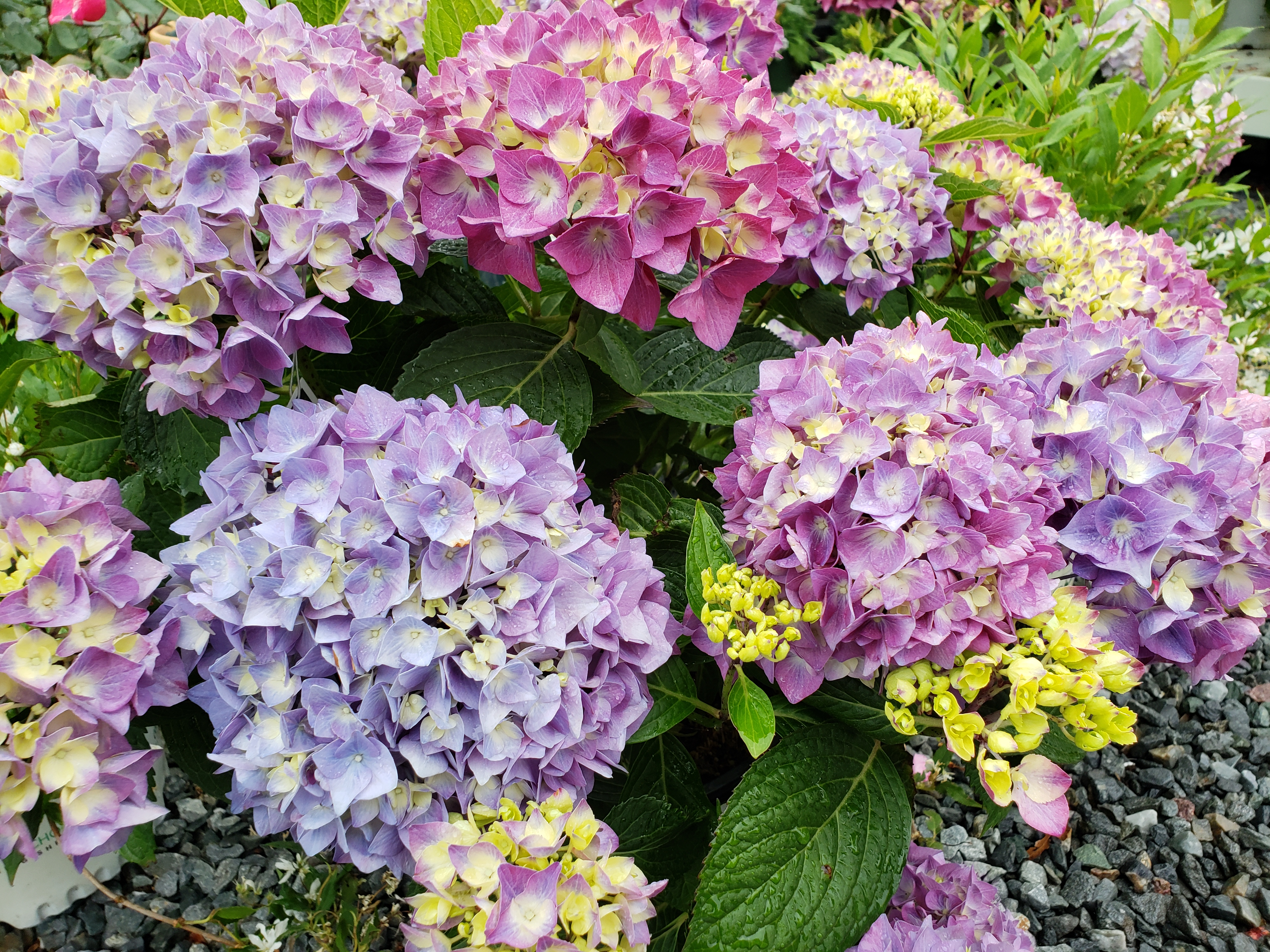 Happy, Hardy Hydrangeas
