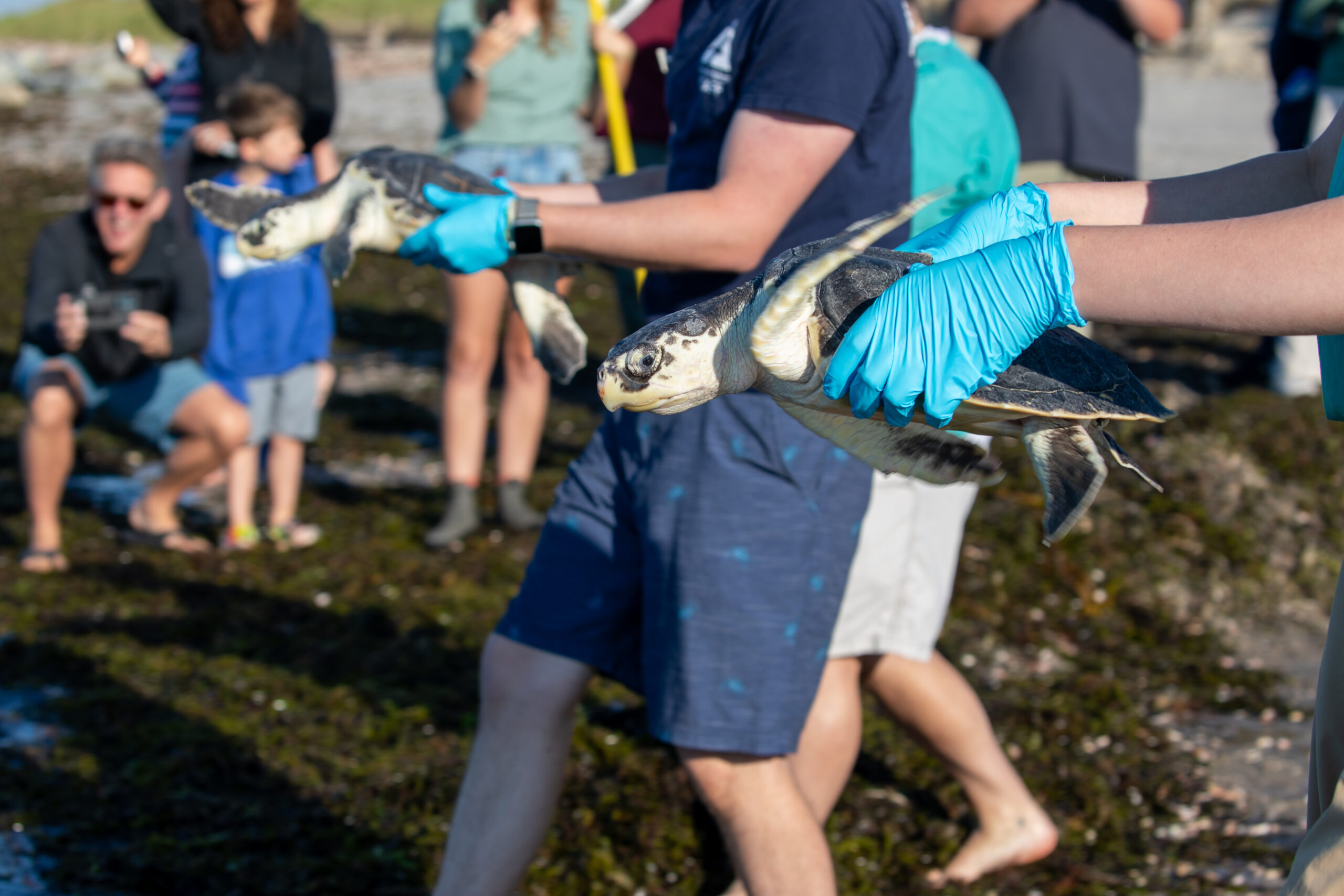 Eight Rehabilitated Sea Turtles Return To The Wild In New England ...
