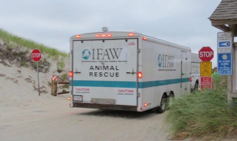 IFAW arrives