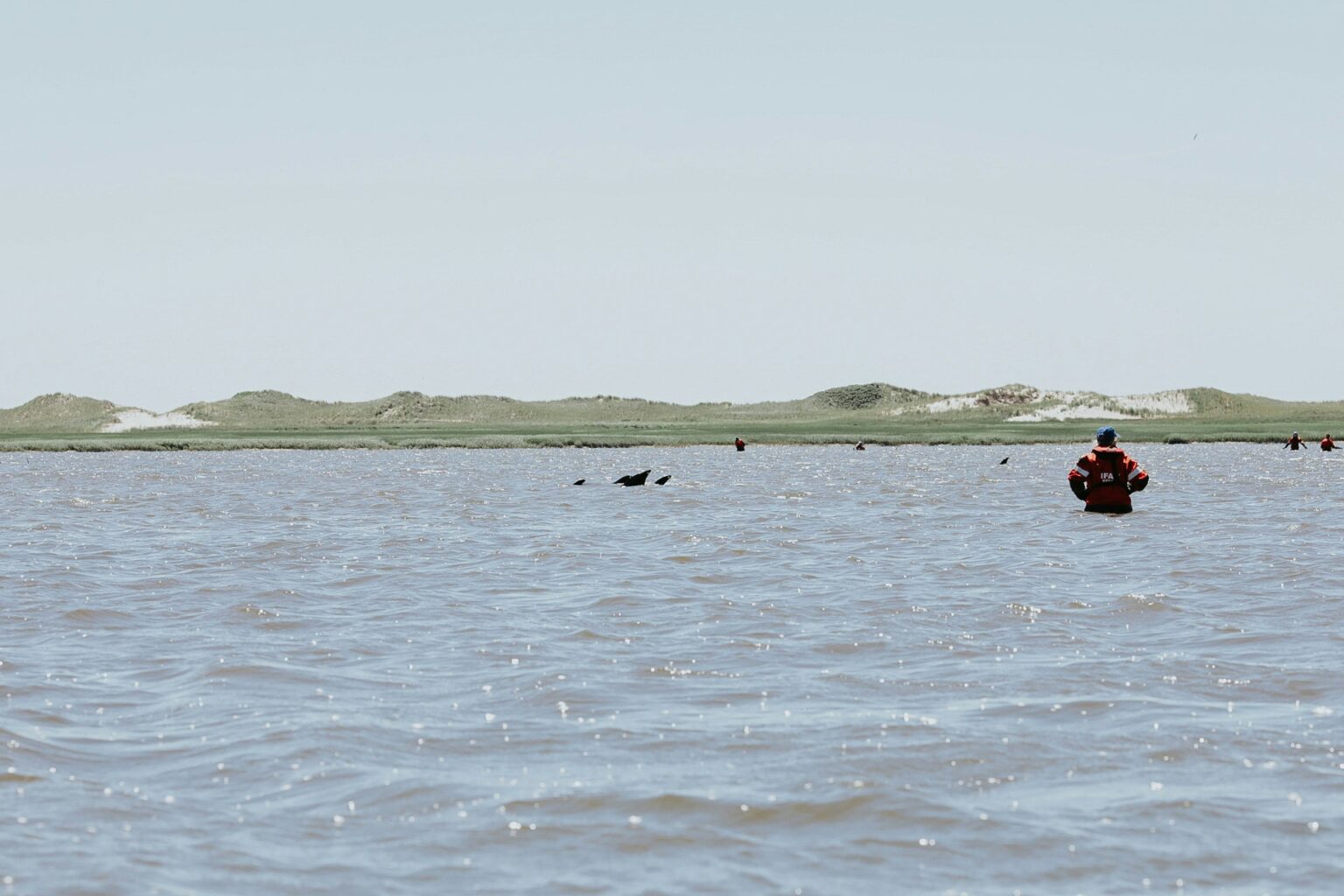 IFAW Reports Largest Stranding In History